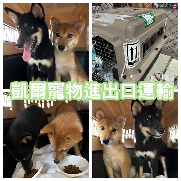 2023/07/24 『美國達拉斯』柴柴Poppy跟Ted陪主人去美國闖蕩啦~~~